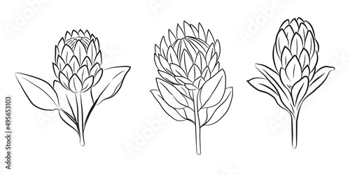 Protea flowers, set of 3 large buds, drawn with lines. Isolated bud on a branch. For invitations and valentines