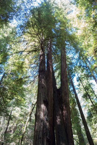 Tall redwoods trees in bright sunlight at Armstrong Redwoods State Natural Reserve, California, USA photo
