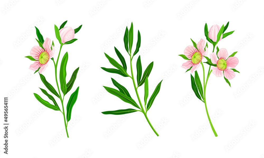 Fototapeta premium Manuka plants set. Australian native pink flowers vector illustration