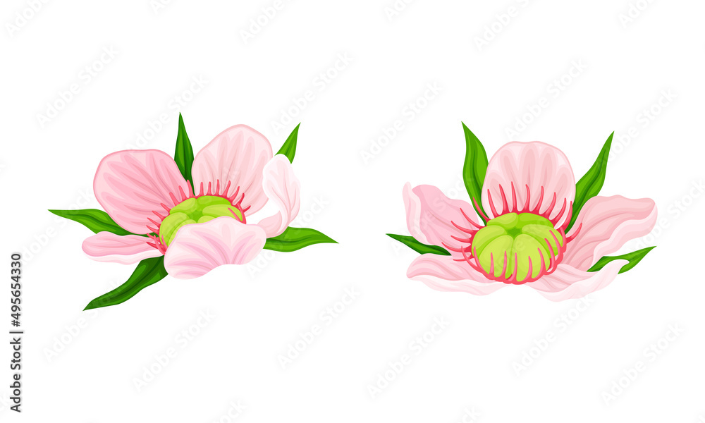Fototapeta premium Manuka pink flowers set. Australian native plant vector illustration