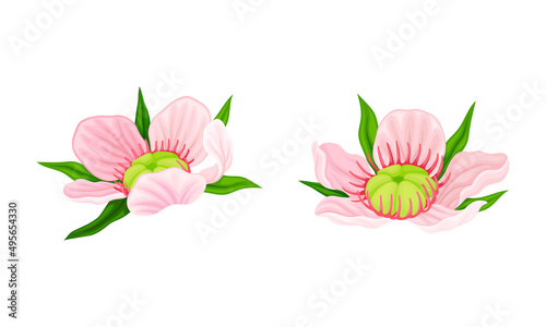 Manuka pink flowers set. Australian native plant vector illustration