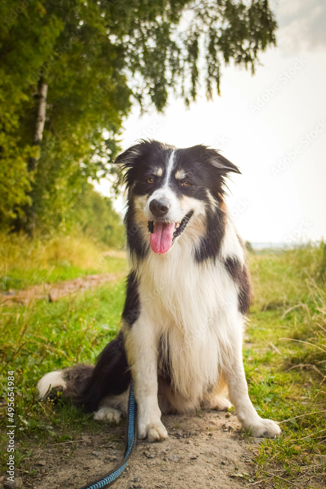 Border collie is sitting in the grass. He is so crazy dog on trip. Border collie is sitting in the grass. He is so crazy dog on trip.