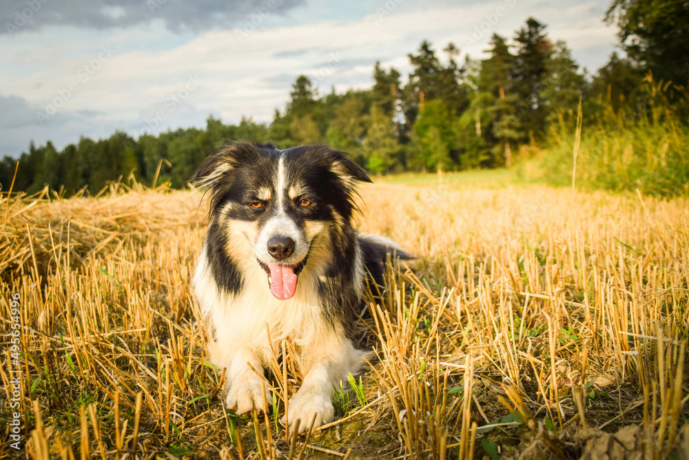 Border collie is lying in the grass. He is so crazy dog on trip.