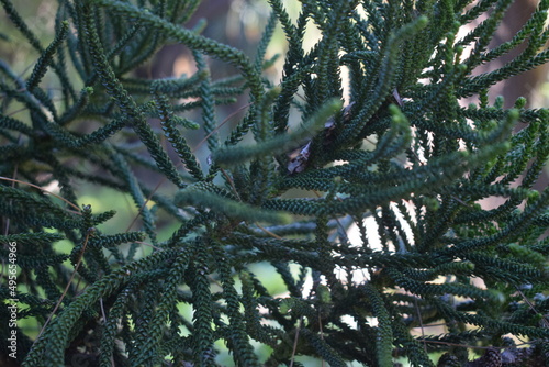 Green foliage of Melaleuca sp.