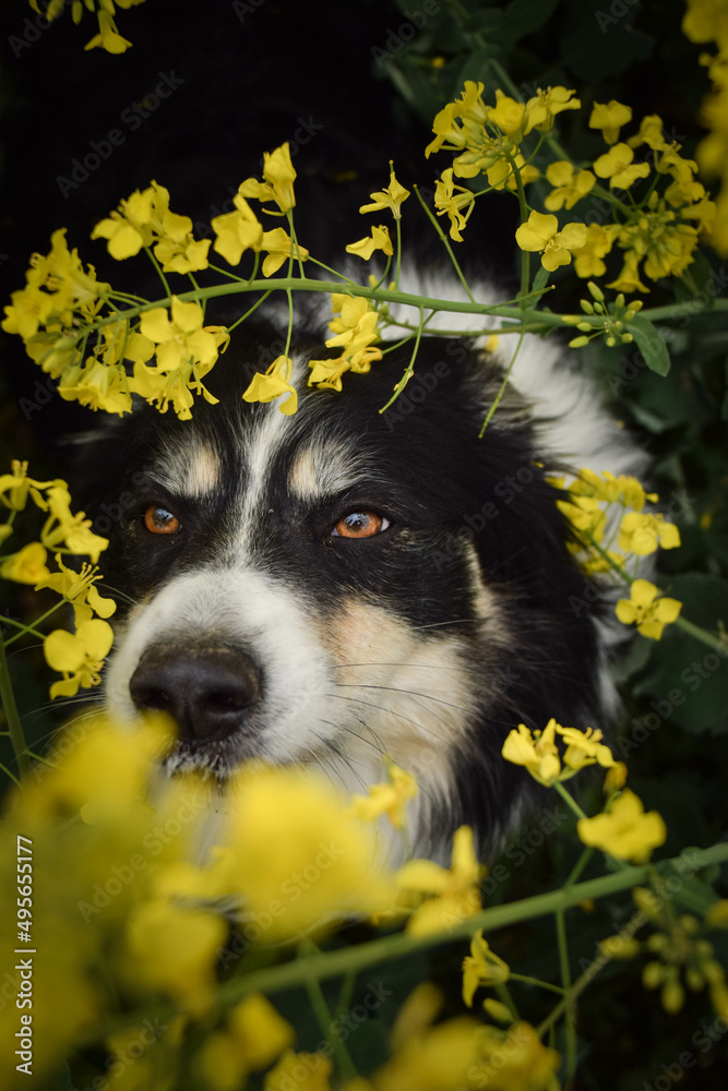 Smiling border collie in field of flower. Adult border collie is in yellow colza. He has so funny face.