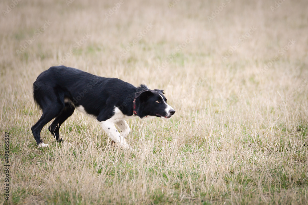 border collie is herding sheep in nature. Working happy border collie. border collie is herding sheep in nature. Working happy border collie.