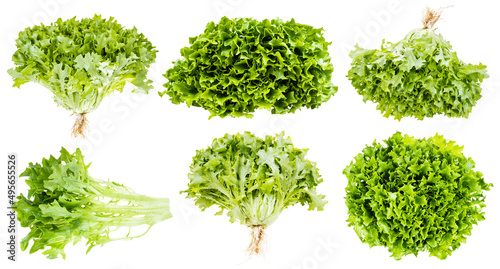 set of fresh green curly endive lettuce isolated on white background photo