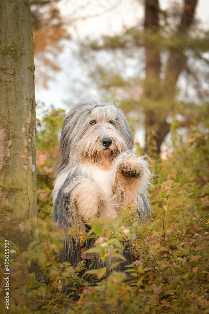 Bearded collie is begging in the forest. It is autumn portret.