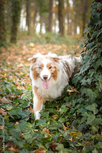 Australian shepherd is running in the leaves in the forest. Autumn photoshooting in park.