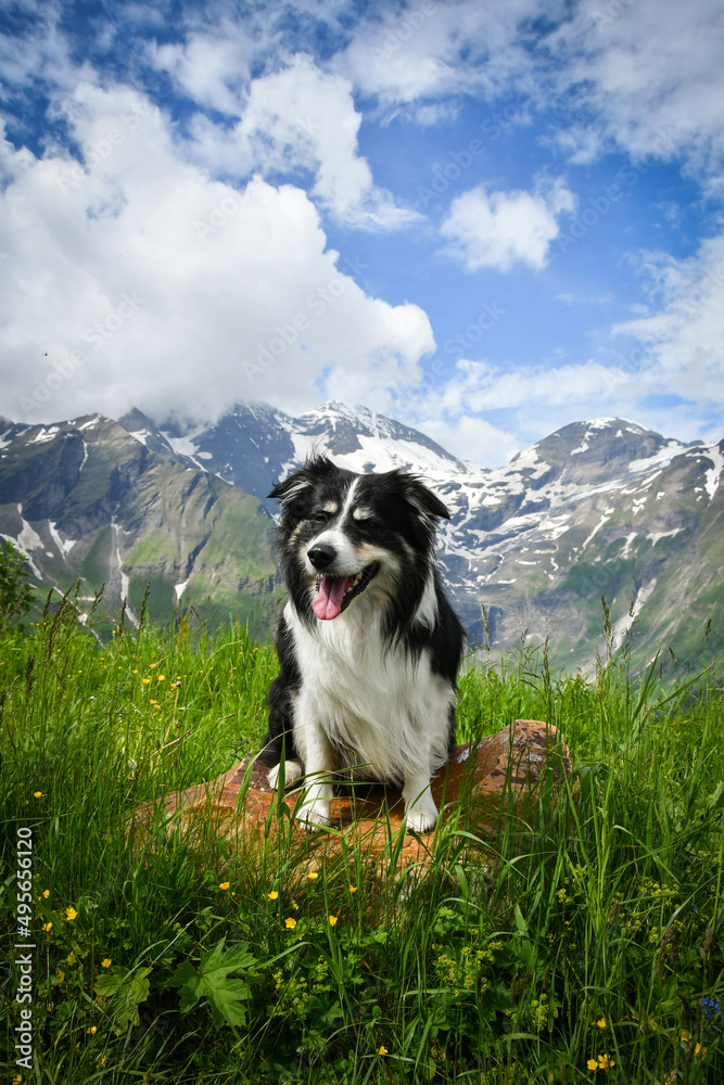 Obraz premium Portrait of border collie is sitting in austria nature near to glossglockner.