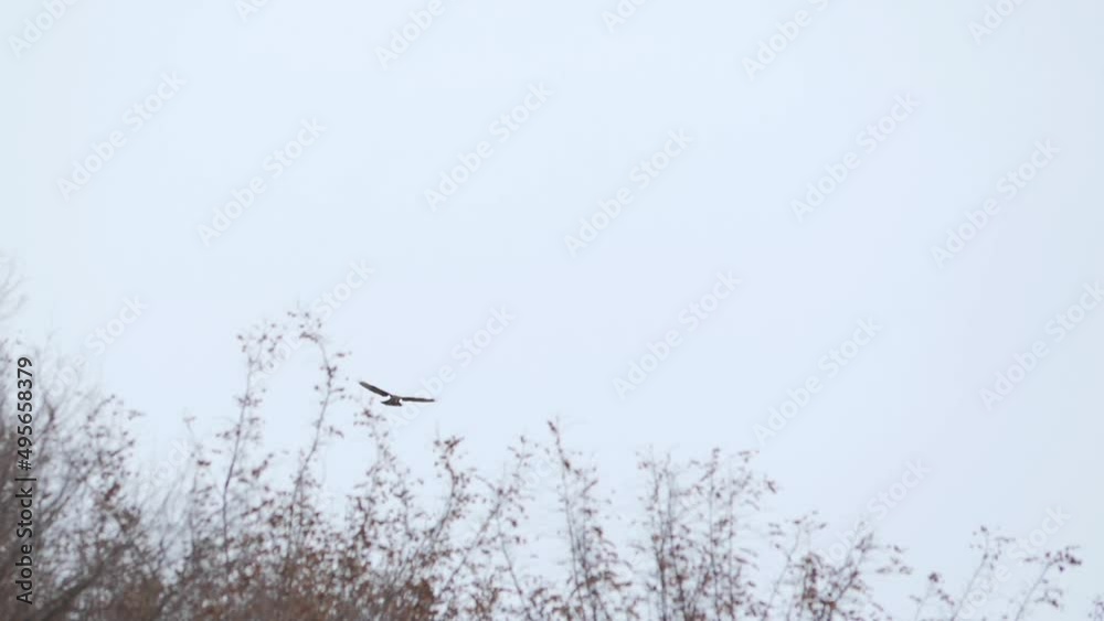 Bird of prey flies soaring across sky. Bird of prey flies soaring across sky.