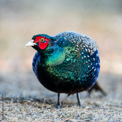 The Blue Green Pheasant Beauty’s watchl