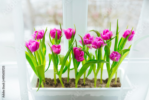 Purple tulips grow in a flowerpot against the background of the window