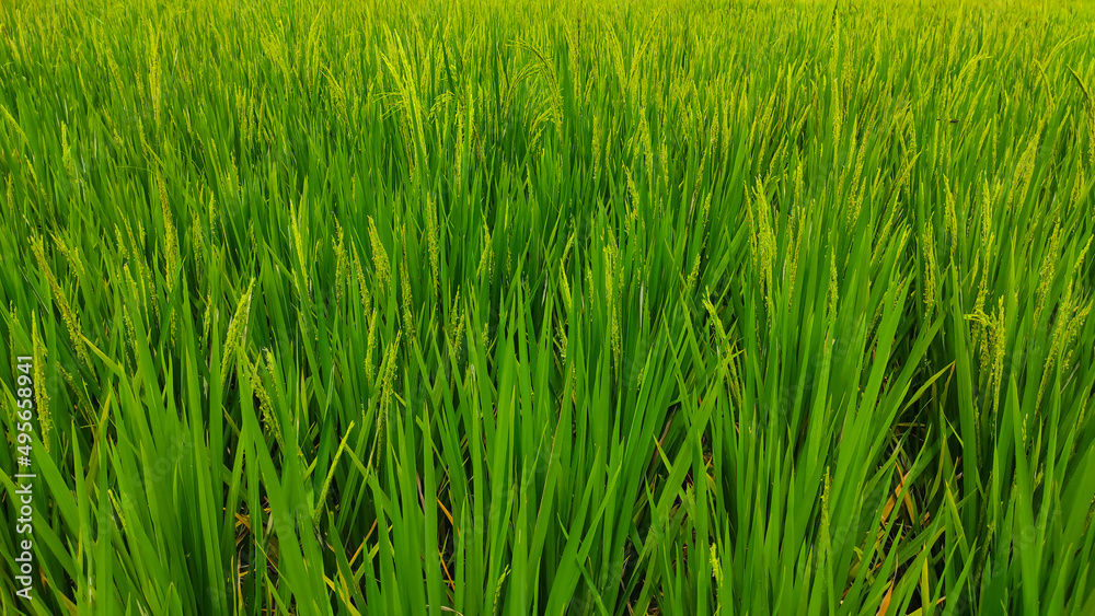 Abstract Defocused rice that is starting to turn yellow and ready to harvest in the Cikancung area, Indonesia
