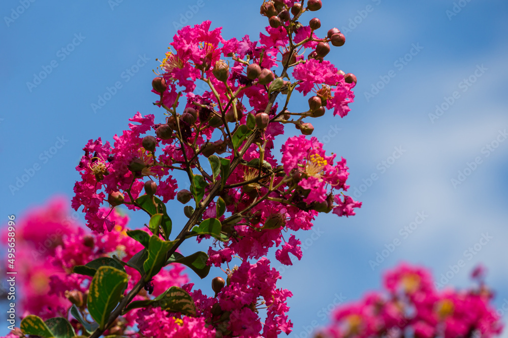 Bright pink flowers blossom  of Сrape myrtle tree (Lagerstroemia indica) on blue sky background in city park Krasnodar. Close-up selective focus with copy space. Public landscape Galitsky park