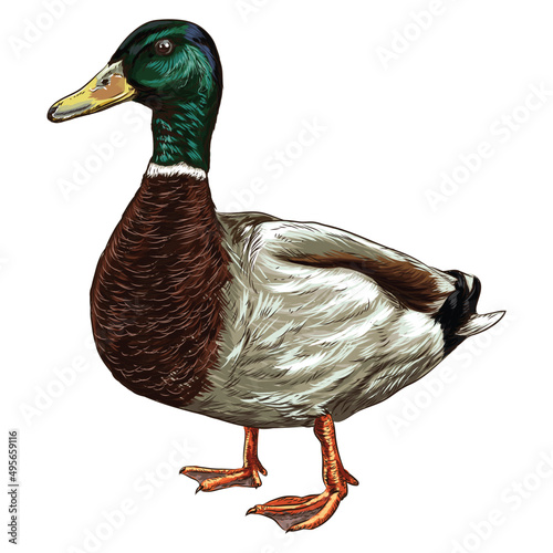 vintage Hand-drawn sketch of colorful duck on a white background. Farm animals. Livestock. Domestic animals.