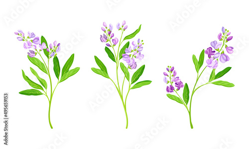 Εκτύπωση καμβά Pink wildflowers set. Blooming Sally plant vector illustration
