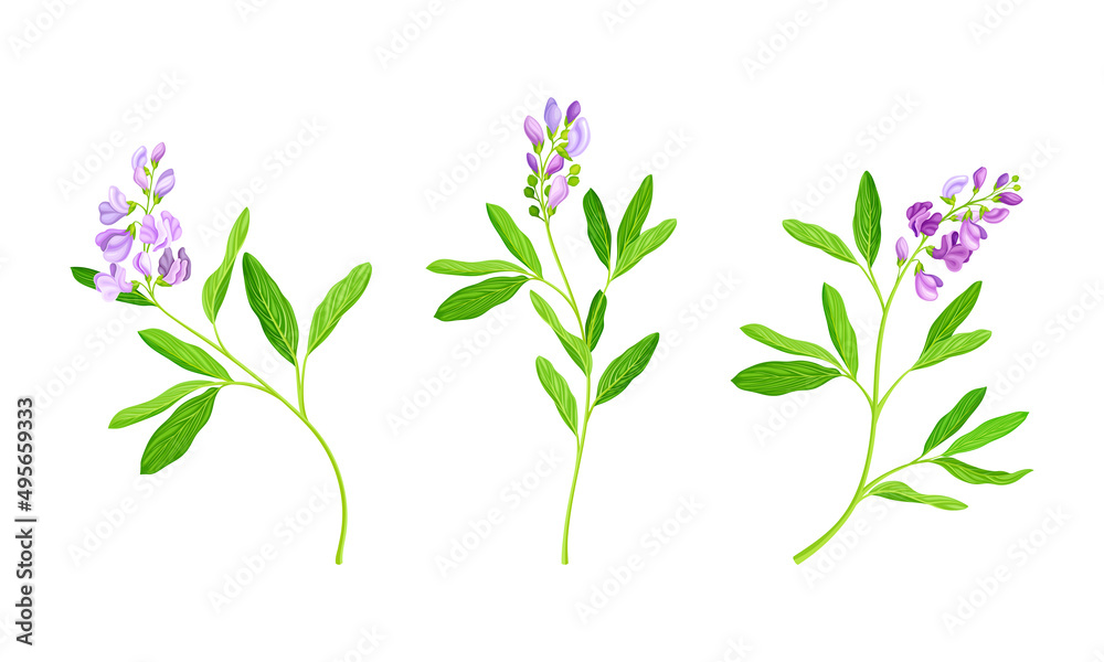 Meadow flowers set. Blooming Sally herbal plant vector illustration