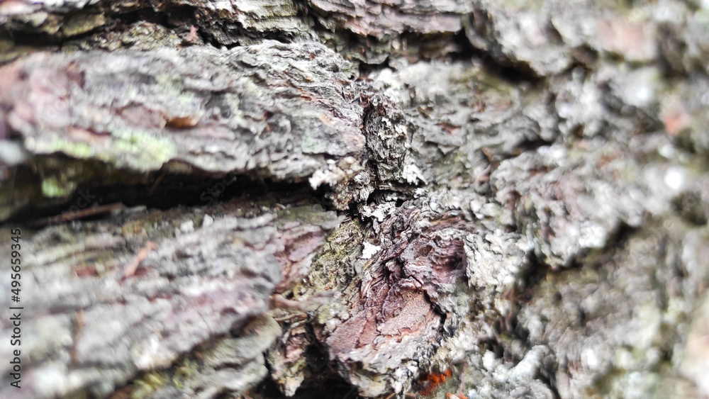 Blur photo of fallen tree bark in Cikancung area, Indonesia Blur photo of fallen tree bark in Cikancung area, Indonesia
