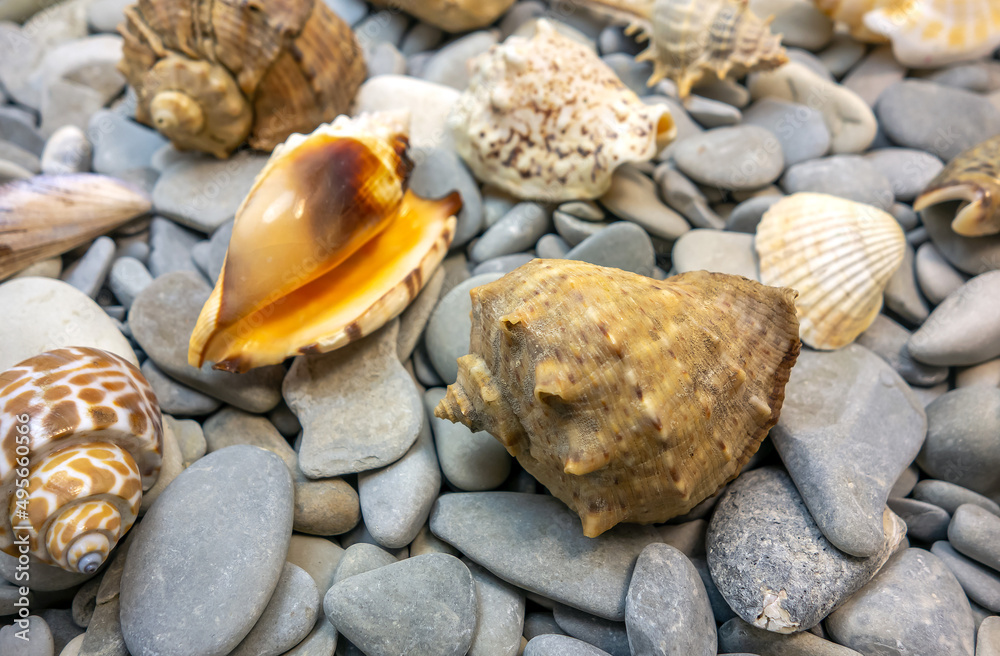 Summer. Seashells, rocks, seashore.
Close-up concept, background, design.