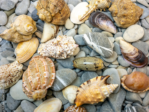 Summer. Seashells, rocks, seashore. Close-up concept, background, design.