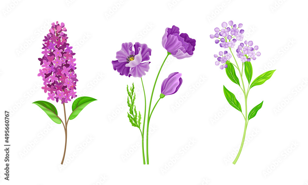 Fototapeta premium Wild meadow herbs and flowers set. Pink blooming flowers vector illustration
