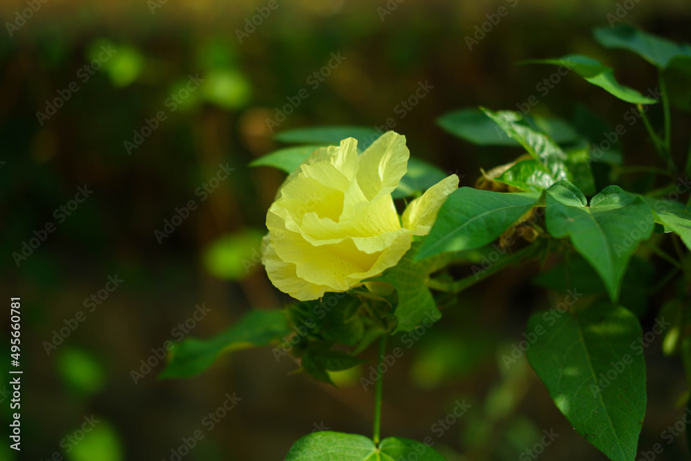 Take a close-up shot of a yellow flower. Take a close-up shot of a yellow flower.