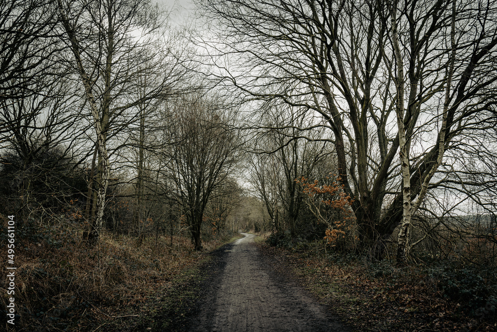 Muddy path runs through the woods in autumn