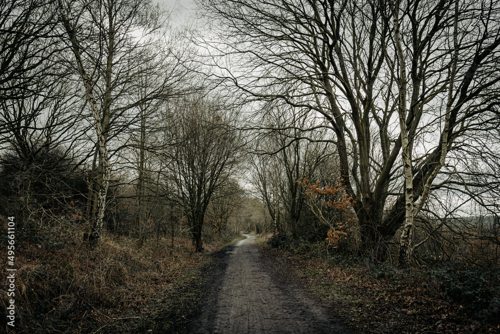 Muddy path runs through the woods in autumn Muddy path runs through the woods in autumn
