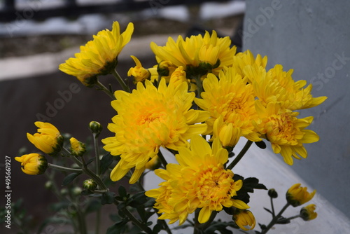 chrysanthenum indicum Chrysanthemum, Teluki
yellow flower photo