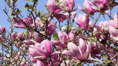 Magnolia - Owners of a characteristic and pleasant odor, the magnolia flower is a spectacle on its own. In the species Magnolia liliflora, the flowers have tulip-shaped petals. photo