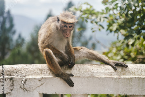 The monkey sits on a tree. Monkey in tropical forest vegetation. wildlife scene. High quality photo