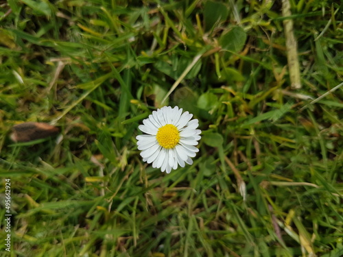 Daisy from the top