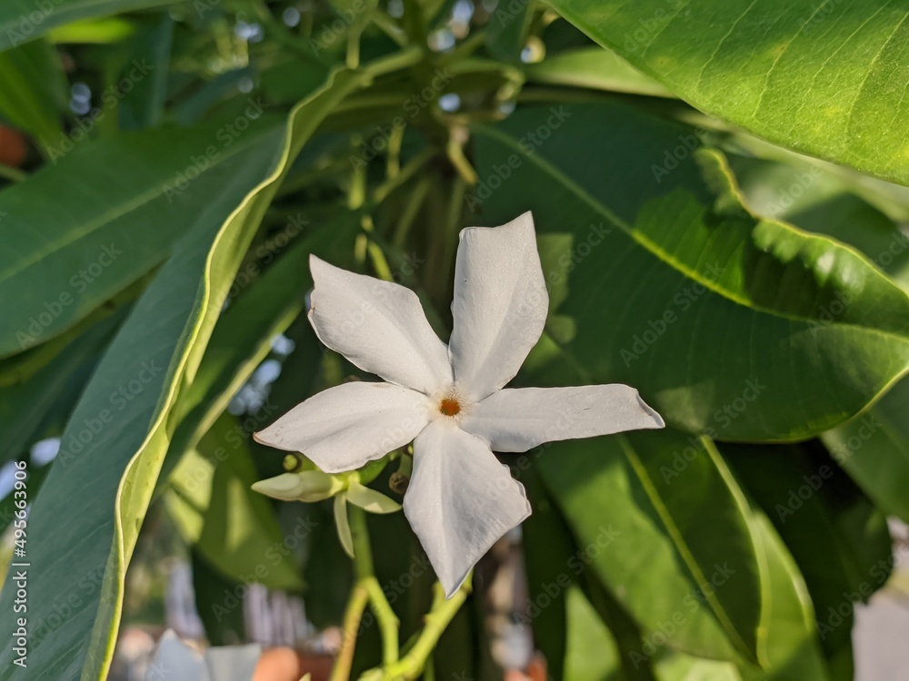 Cerbera odollam flower in tropical nature borneo Cerbera odollam flower in tropical nature borneo