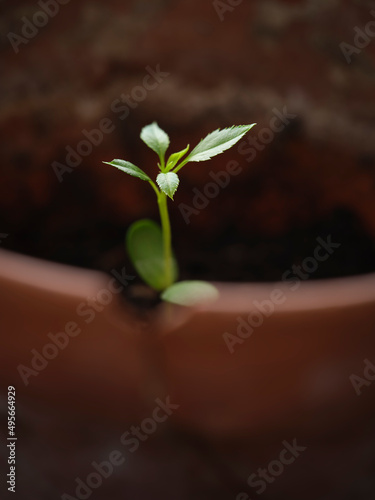 sprouted apple seed photo