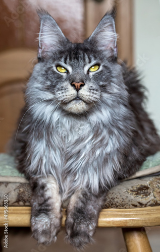 Silver Maine Coon cat. Portrait of a cat. Pet care. Veterinary.