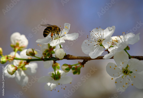Plum blossom with bee photo