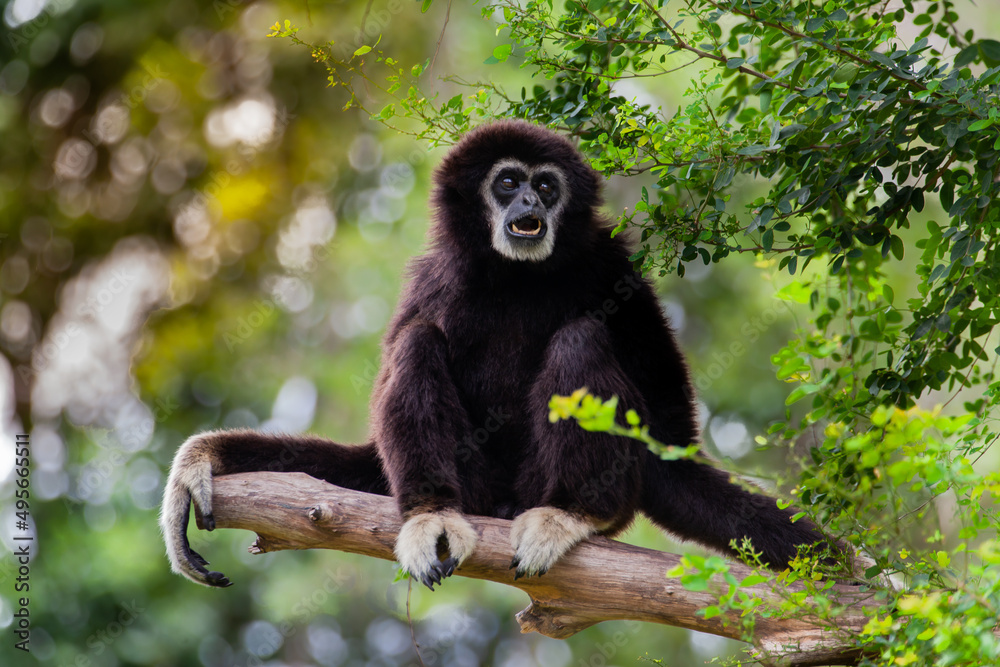 Gibbon on the tree in the zoo.