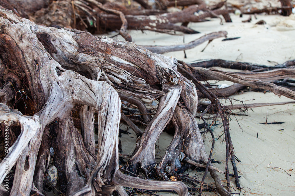 Tree roots on the beach.