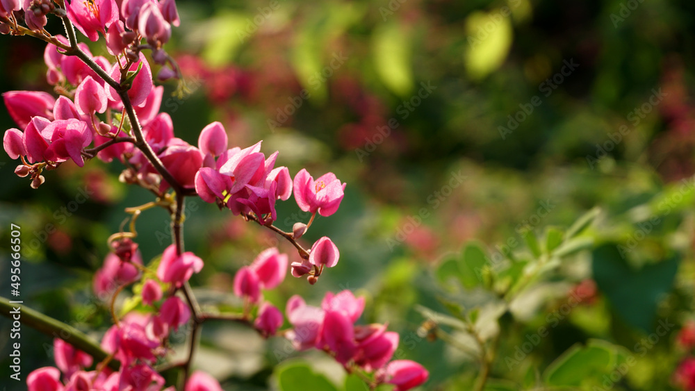 Pink flowers on green blurred background, soft focus Pink flowers on green blurred background, soft focus