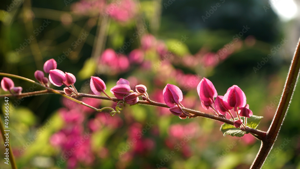 Pink flowers on green blurred background, soft focus Pink flowers on green blurred background, soft focus