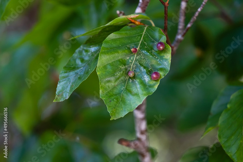 Beech leaf gall midge