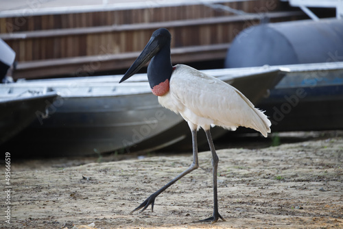 Beautiful shot of Brazilian jabiru bird with a boat in the background photo