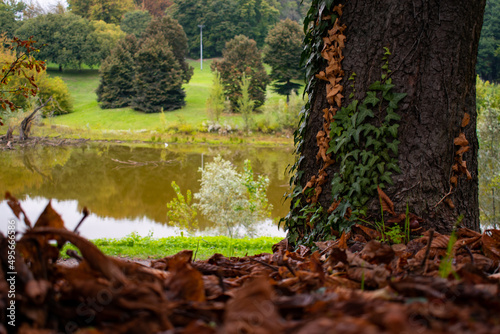 autumn in the park
