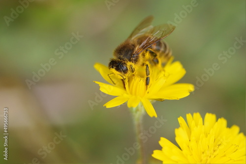 macro d'abeille