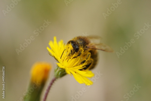macro d'abeille