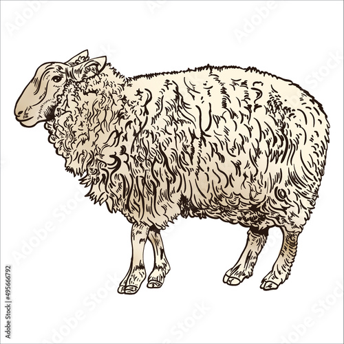 Vector antique engraving drawing illustration of sheep isolated on white background