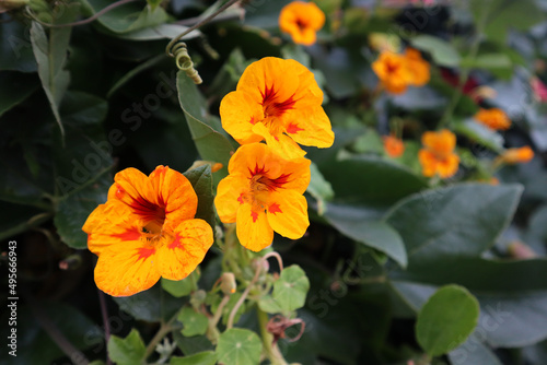 Closeup shot of yellow Nasturtium floridanum growing in the garden photo