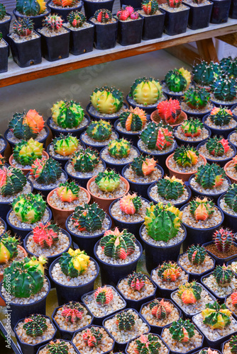 Focus on foreground at many Gymnocalycium variegated cactus on shelf display for sale in outdoor plant market photo