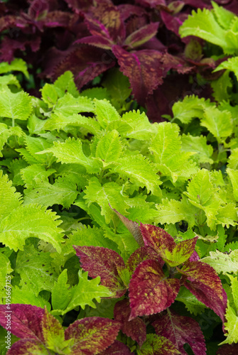 Red and green leafed herbs in Peradeniya botanical Gardens, Sri Lanka